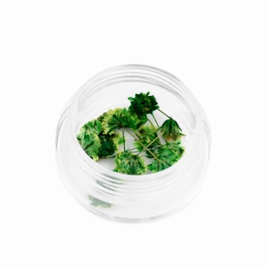 Ozdoba do paznokci Suszone kwiatki biało-zielone w słoiczku 5ml - 15